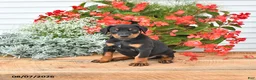Doberman Pinscher dogs for sale: Benji - Ad 3
