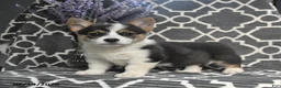 Welsh Corgi Pembroke dogs for sale: Chip - Ad 5