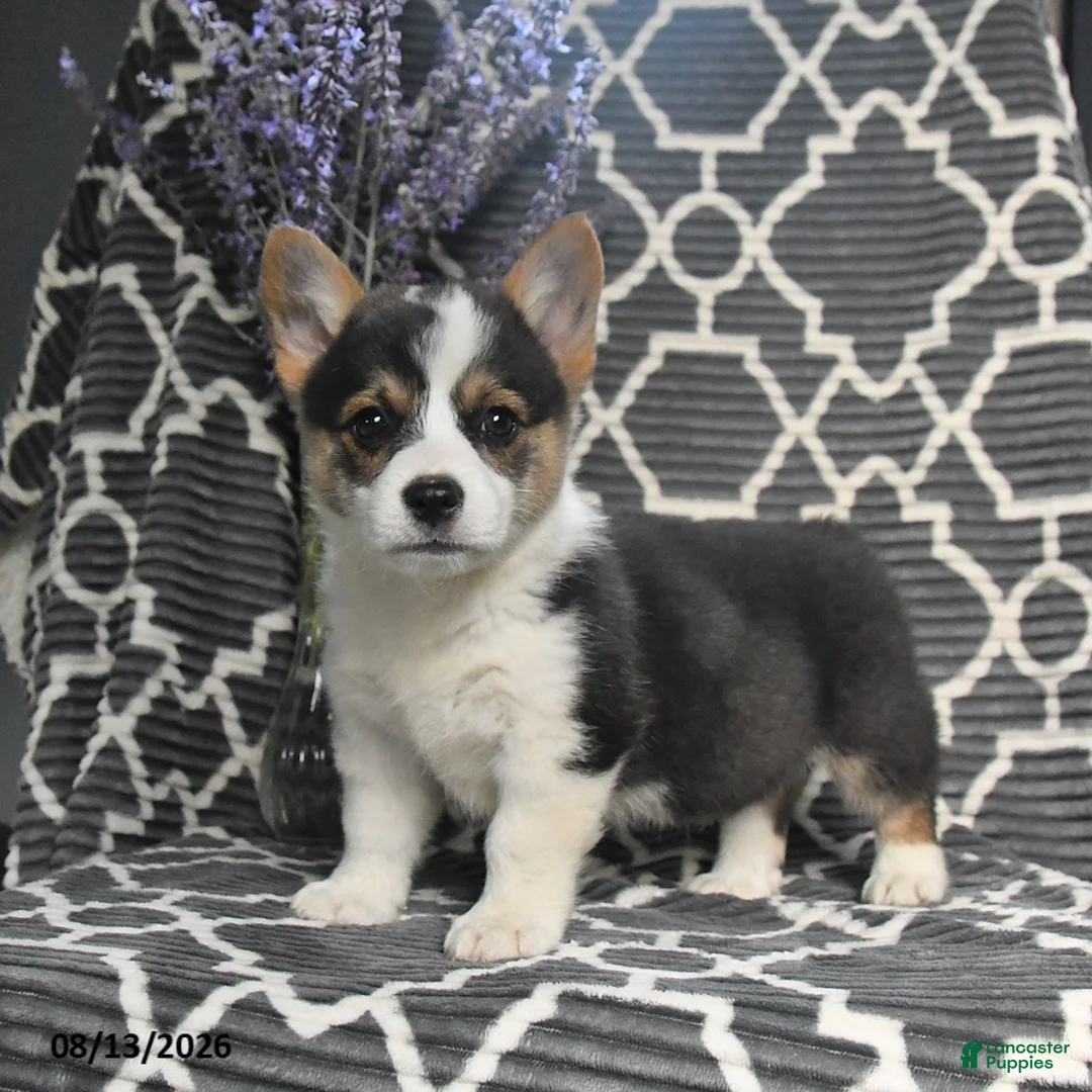 Welsh Corgi Pembroke dogs for sale: Chip - Ad 5