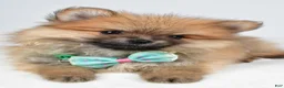 Pomeranian dogs for sale: Fritz - Ad 7
