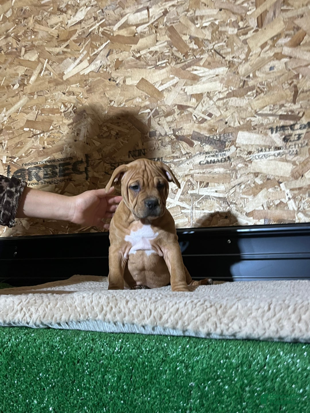 American Bully dogs for sale: Cinnamon  - Ad 4