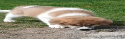 Akita dogs for sale: Rowan - Ad 6