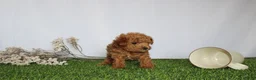 Toy Poodle dogs for sale: AKC Casey (tiny) - Ad 6