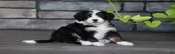 Mini Bernedoodle dogs for sale: Casey - Ad 5
