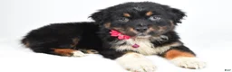Australian Shepherd dogs for sale: Eclipse  - Ad 5