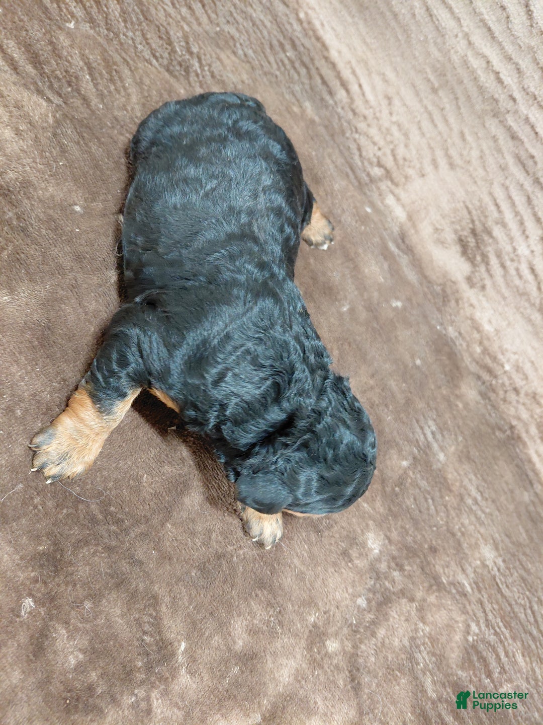 Bernedoodle dogs for sale: Bear - Ad 7