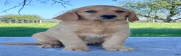Golden Retriever dogs for sale: Indigo - Ad 4