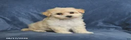 Maltipoo dogs for sale: Nora - Ad 3