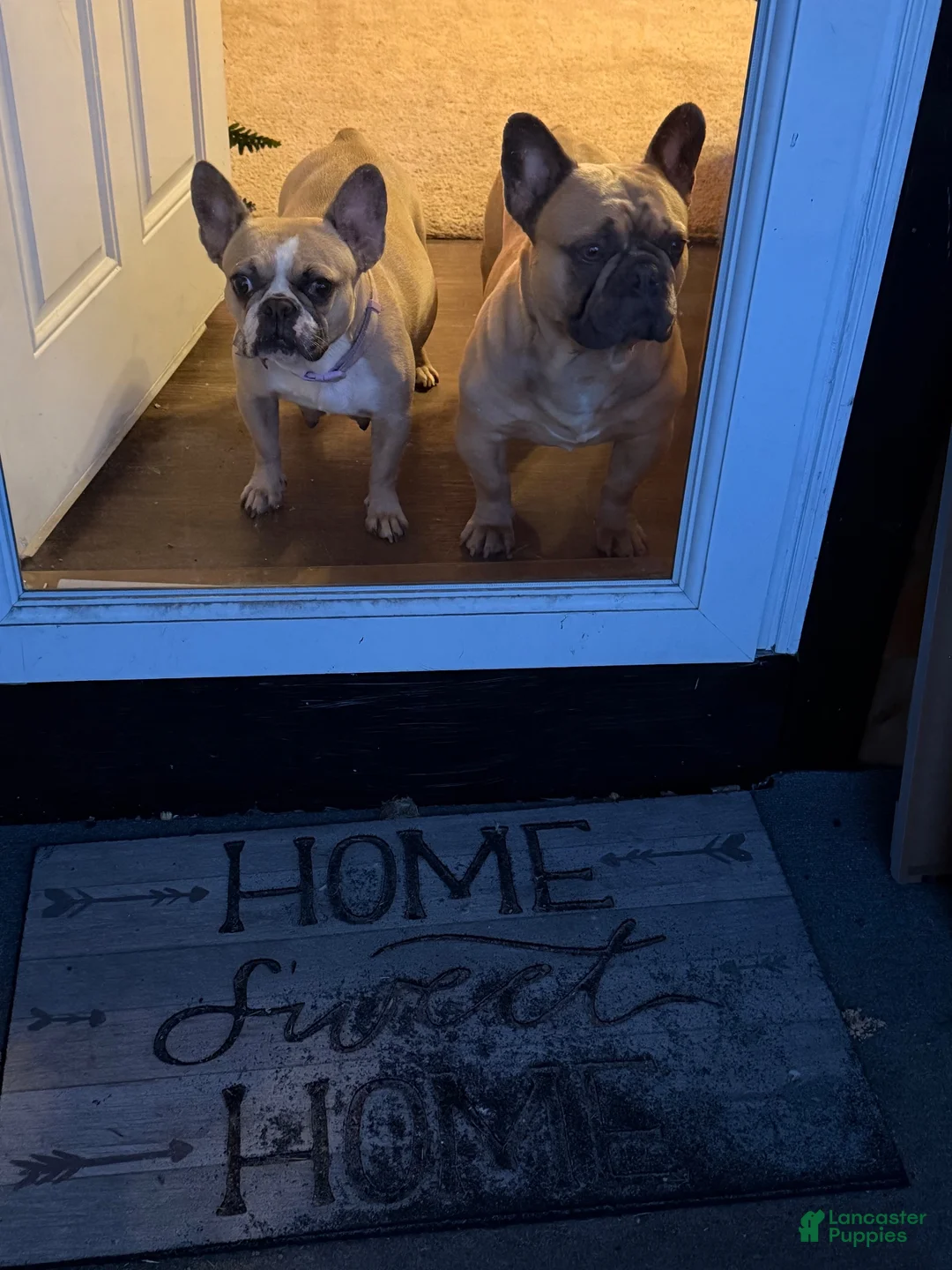 French Bulldog dogs for sale: French Bulldog 6 - Ad 7
