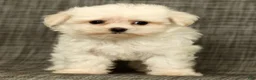 Maltese dogs for sale: Bobby - Ad 9