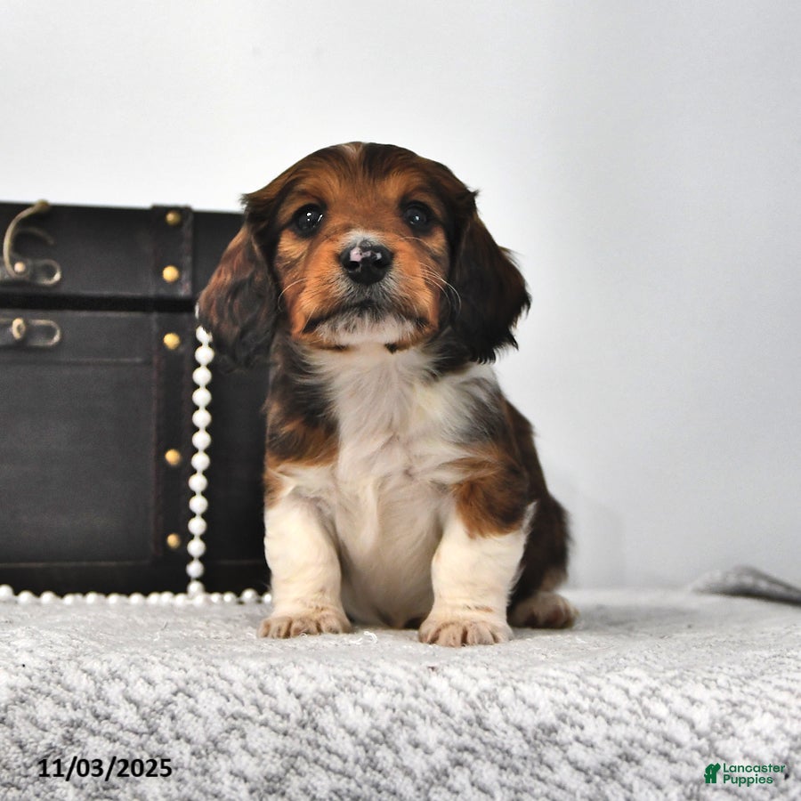 Miniature Dachshund dogs Sailor - Ad 37