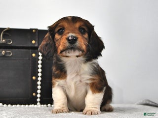 Miniature Dachshund dogs Sailor - Ad 33