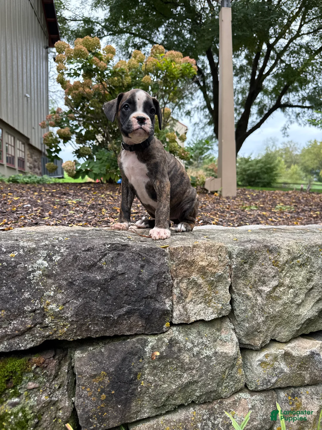 Boxer dogs for sale: Nova - Ad 1