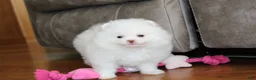Pomeranian dogs for sale: Lanae - Ad 5