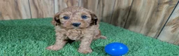 Cavapoo dogs for sale: LaRae's Boy - Ad 1