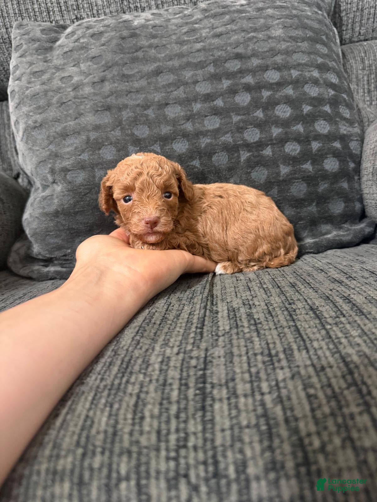Toy Poodle dogs Lana - Ad 30