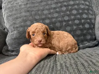 Toy Poodle dogs Lana - Ad 30
