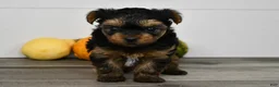 Yorkshire Terrier dogs for sale: Axle - Ad 3