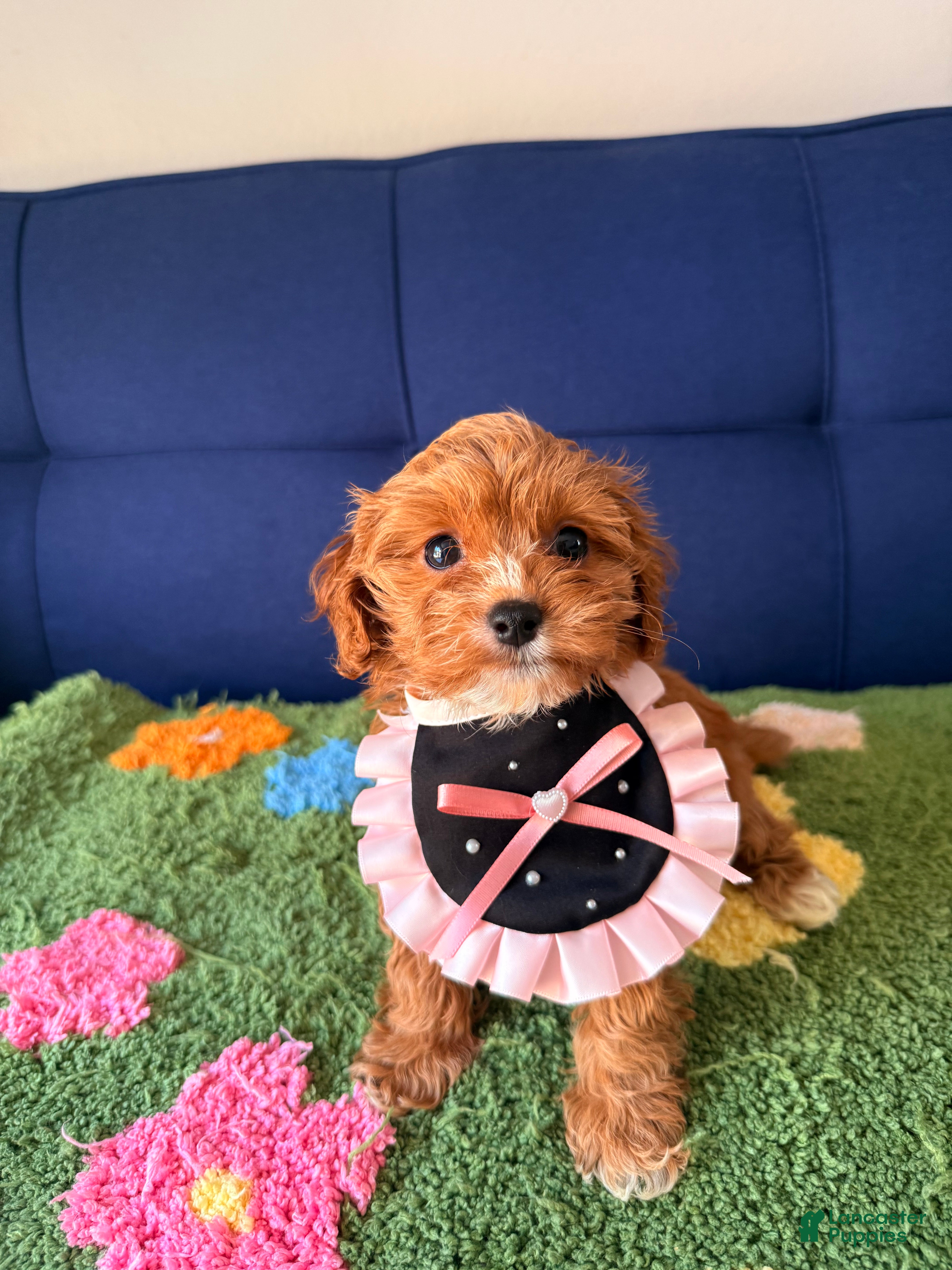 Cavapoo dogs luna - Ad 2