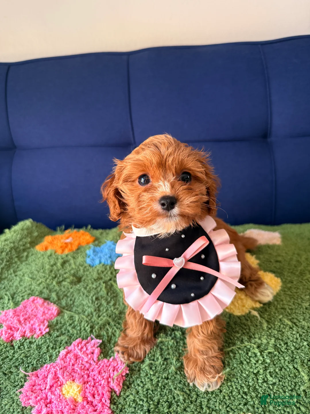 Cavapoo dogs for sale: luna - Ad 2