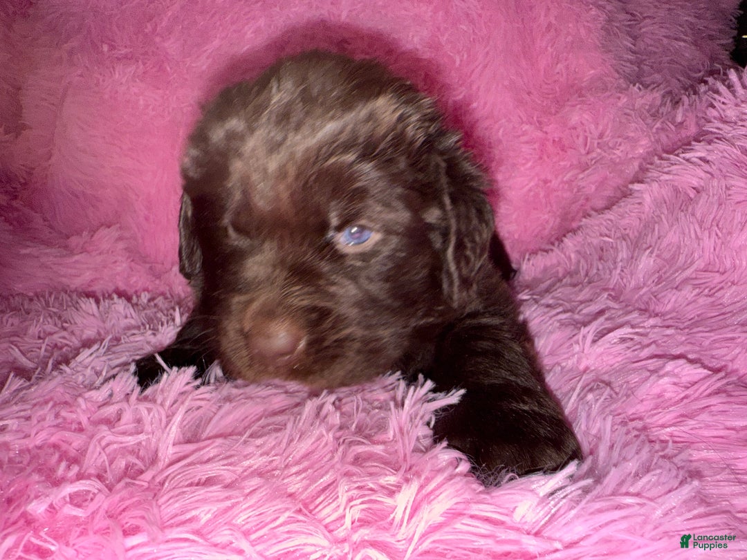 Newfoundland dogs for sale: Brown female - Ad 2