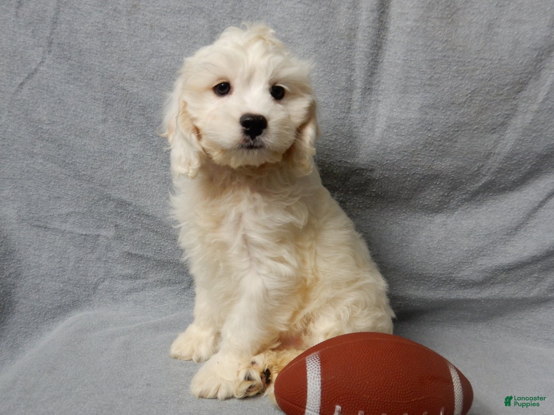 Cockapoo dogs for sale: Frosty - Ad 3