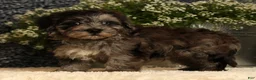 Havapoo dogs for sale: Simon - Ad 3
