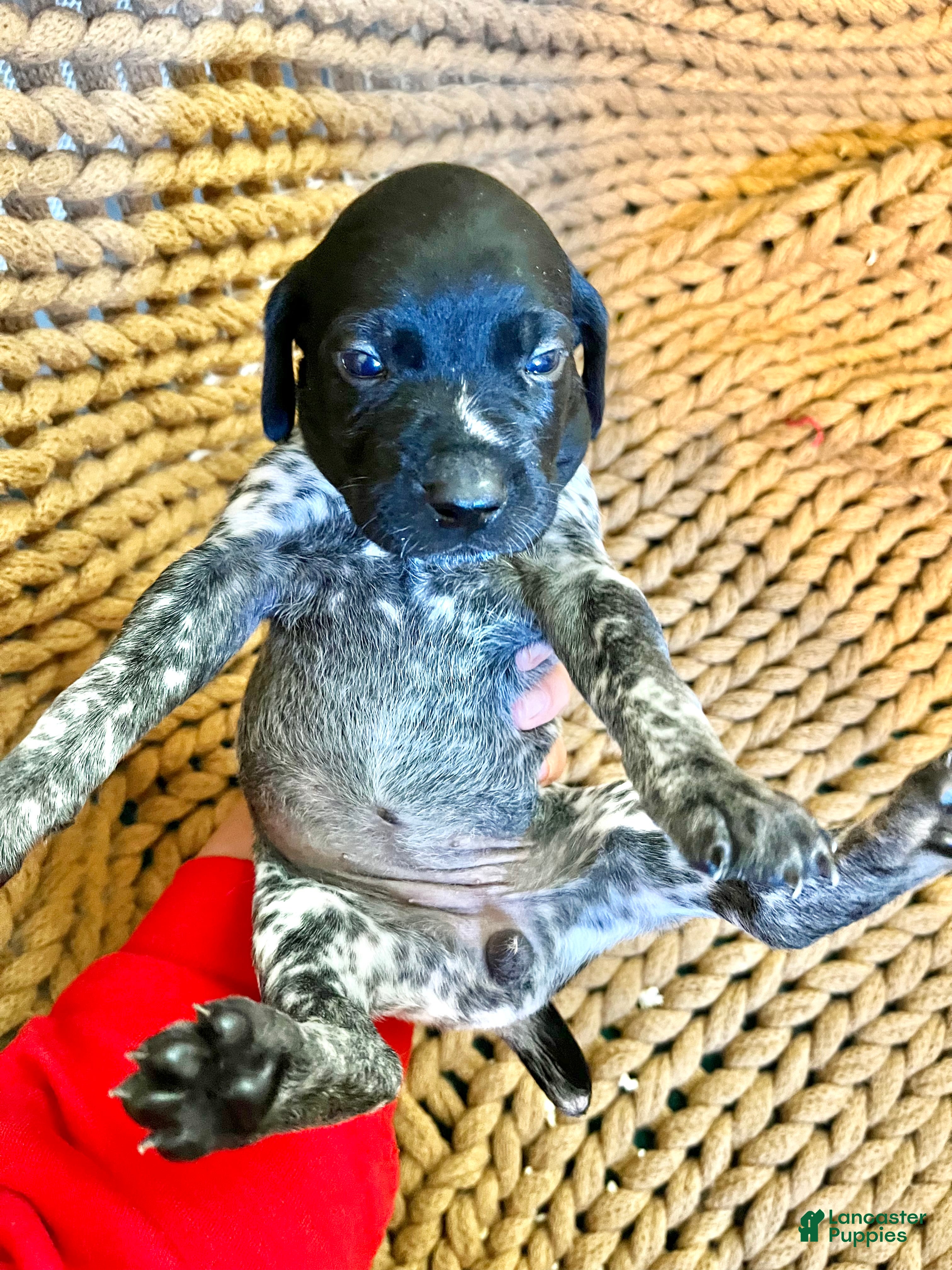 German Shorthaired Pointer dogs for sale: German Shorthaired Pointer Puppy 4 - Ad 3
