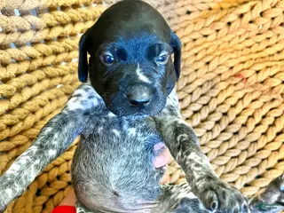 German Shorthaired Pointer dogs German Shorthaired Pointer Puppy 4 - Ad 42