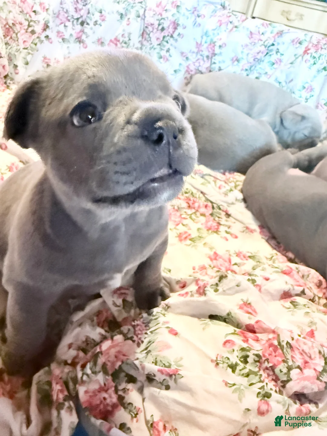 French Bulldog dogs for sale: French Bulldog 3 ****ON HOLD***^ - Ad 2