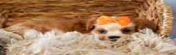 Cavalier King Charles Spaniel dogs for sale:  Nova🎀 - Ad 15