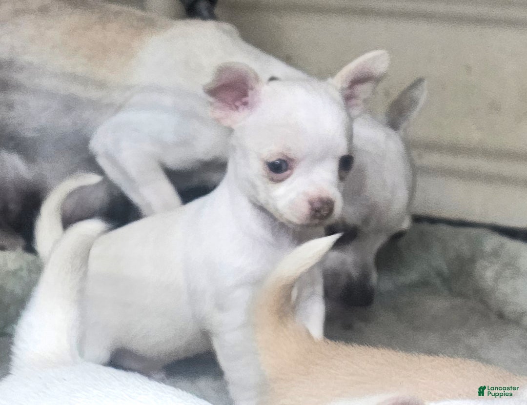 Chihuahua dogs for sale: Harvey - Ad 2