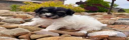 Havanese dogs for sale: Dillon - Ad 3