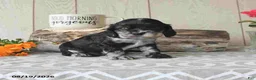 Cocker Spaniel dogs for sale: Tanisha - Ad 1