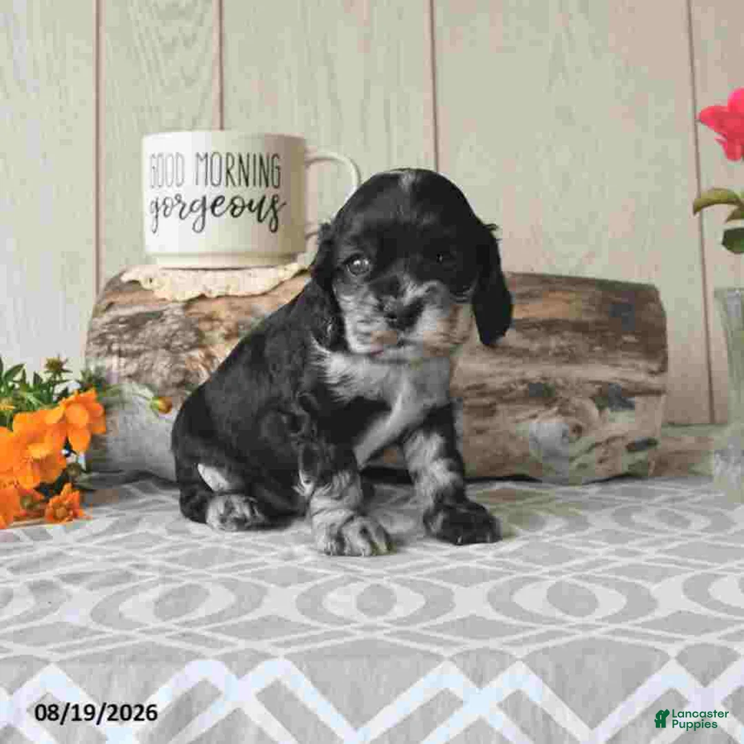 Cocker Spaniel dogs for sale: Tanisha - Ad 1