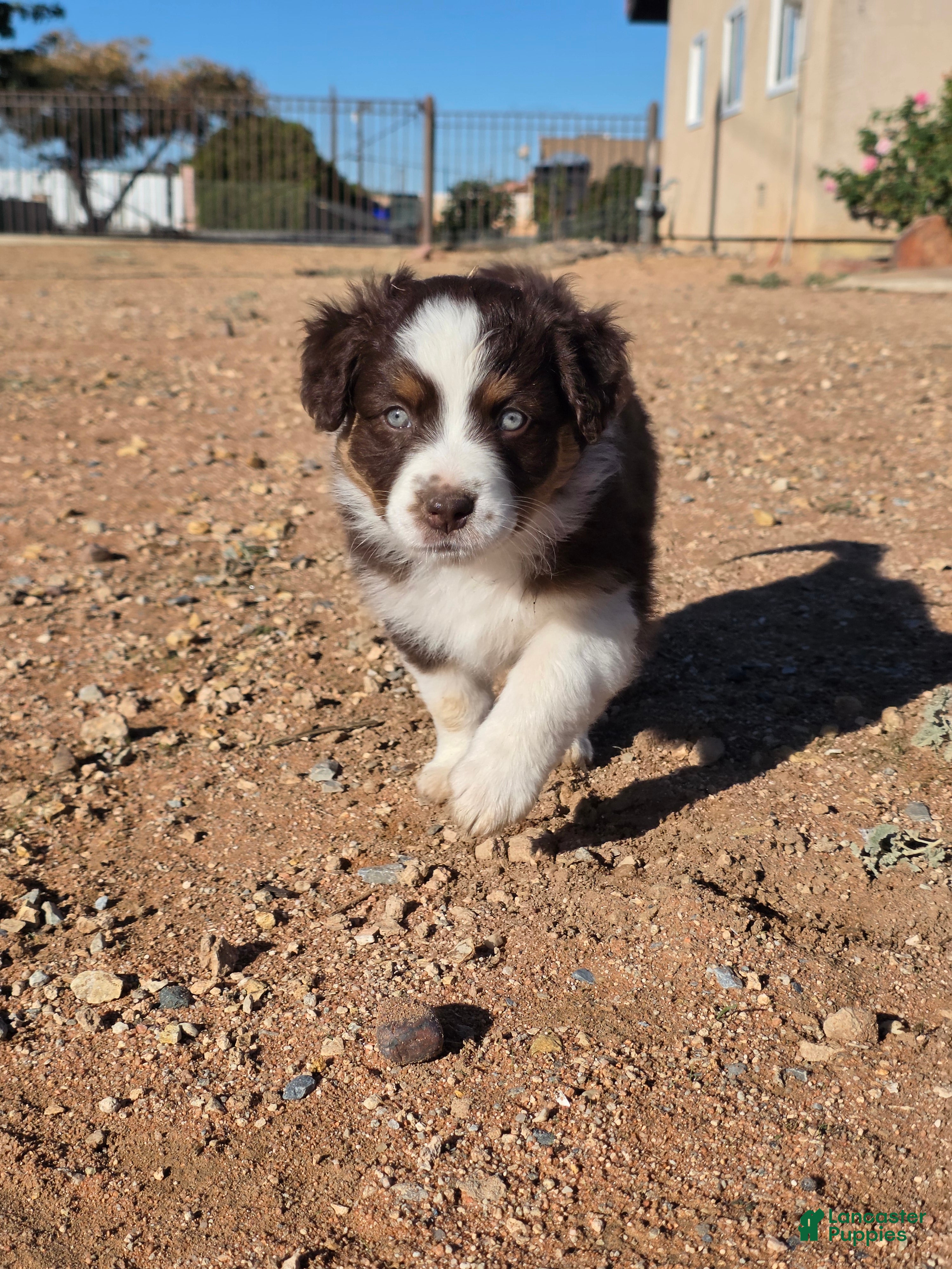 Australian Shepherd dogs for sale: Female #2 Dark Red Tricolor Australian shepherd  - Ad 20