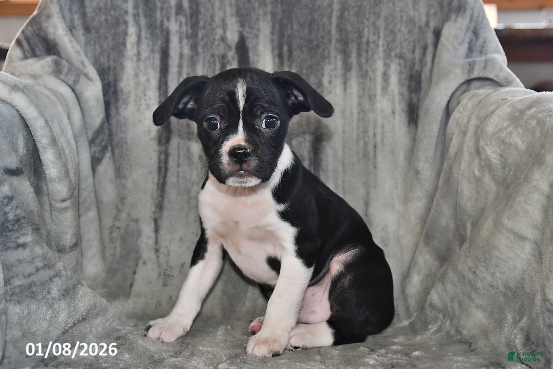 Mixed Breed dogs for sale: Bruno - Ad 3