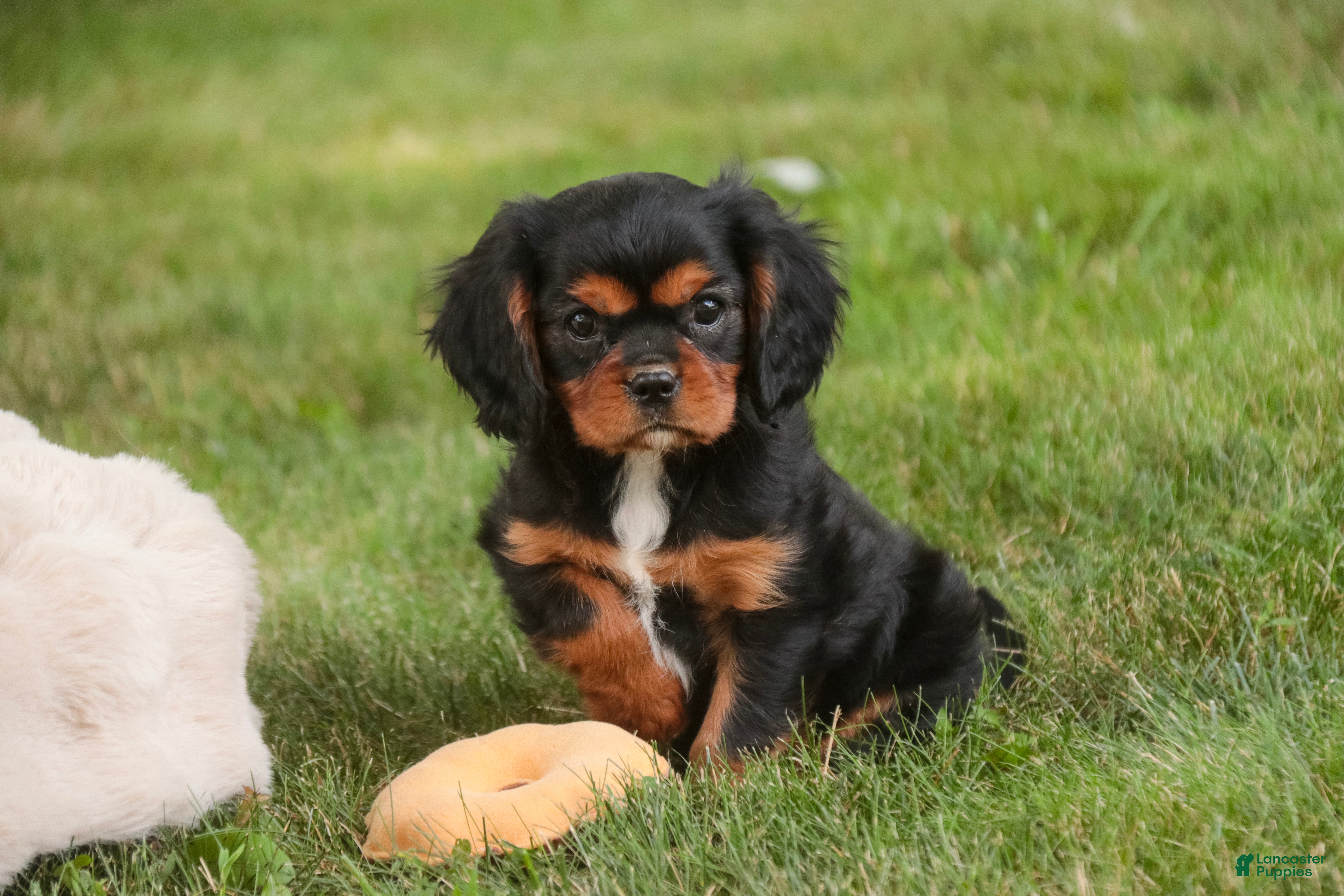 Cavalier King Charles Spaniel dogs Loki Cavalier King Charles Spaniel - Ad 2