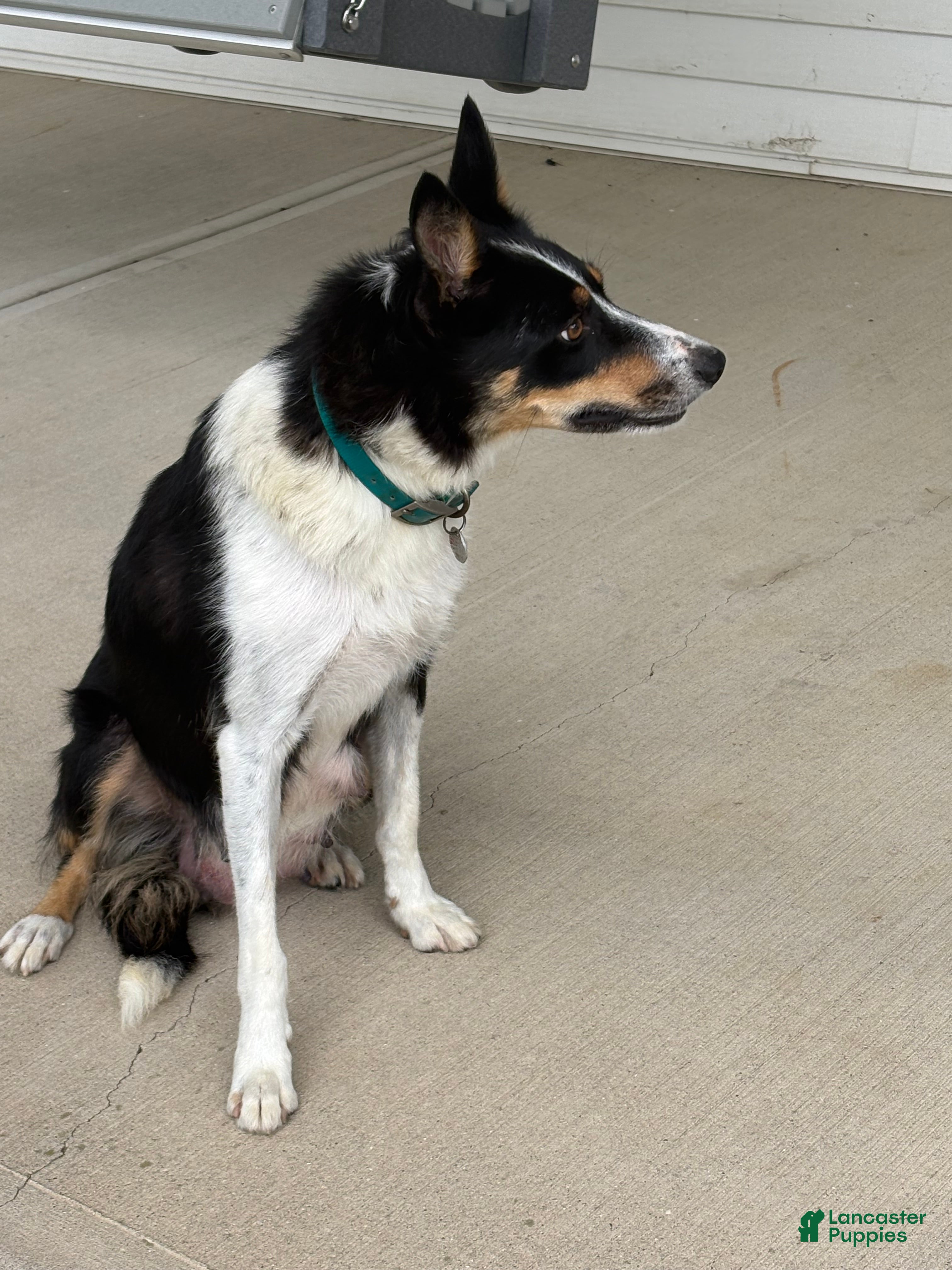 Border Collie dogs AXLE - Ad 2