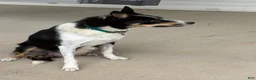 Border Collie dogs for sale: AXLE - Ad 2