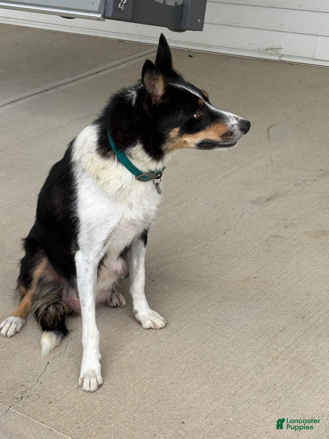 Border Collie dogs for sale: AXLE - Ad 2
