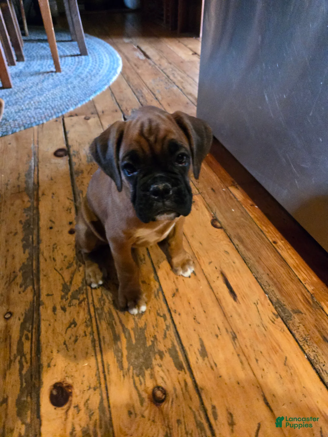 Boxer dogs for sale: Barkley  - Ad 1