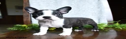 Boston Terrier dogs for sale: Evan - Ad 4