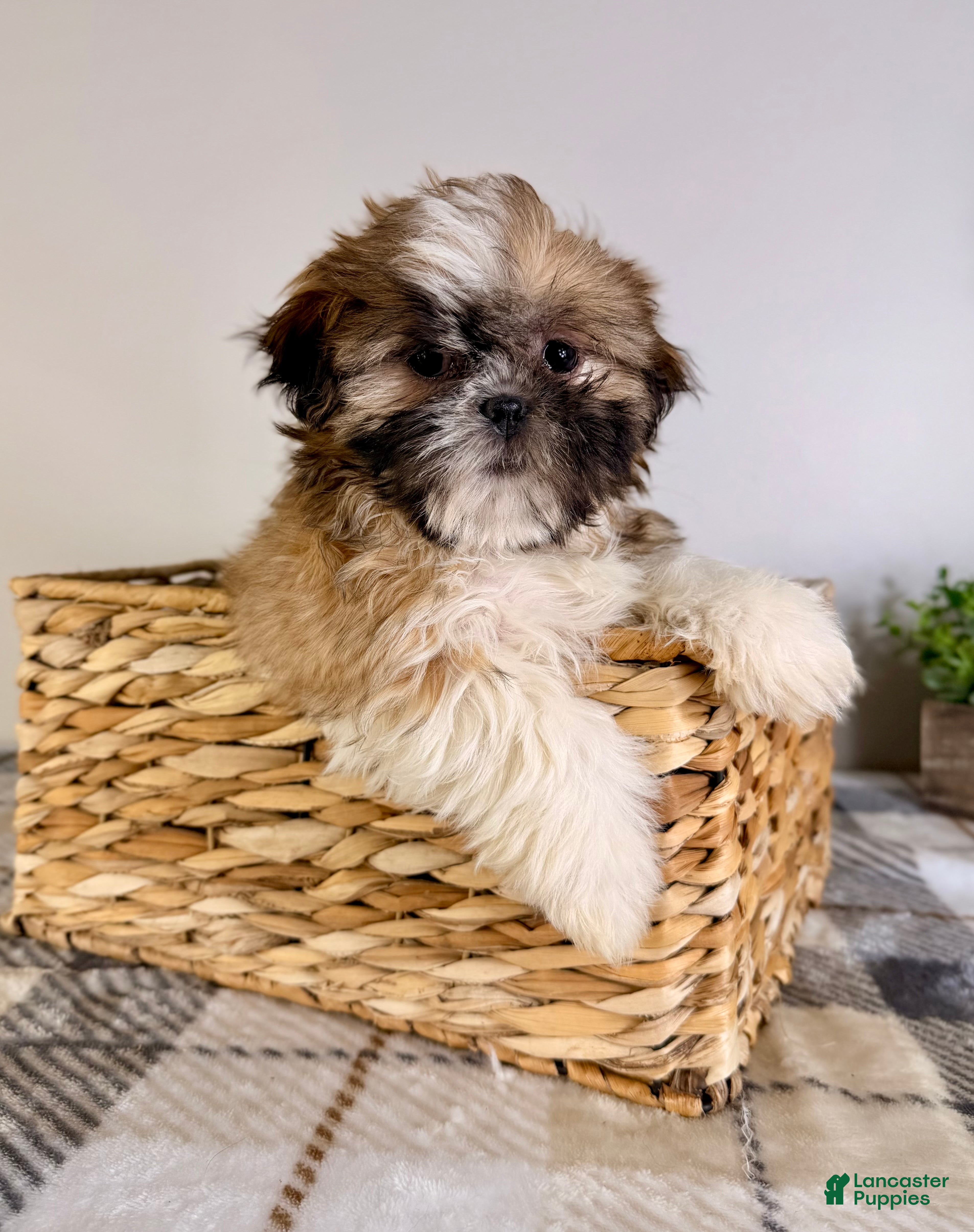 Shih Tzu dogs AKC Sassy - Ad 12