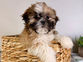 Shih Tzu dogs AKC Sassy - Ad 12