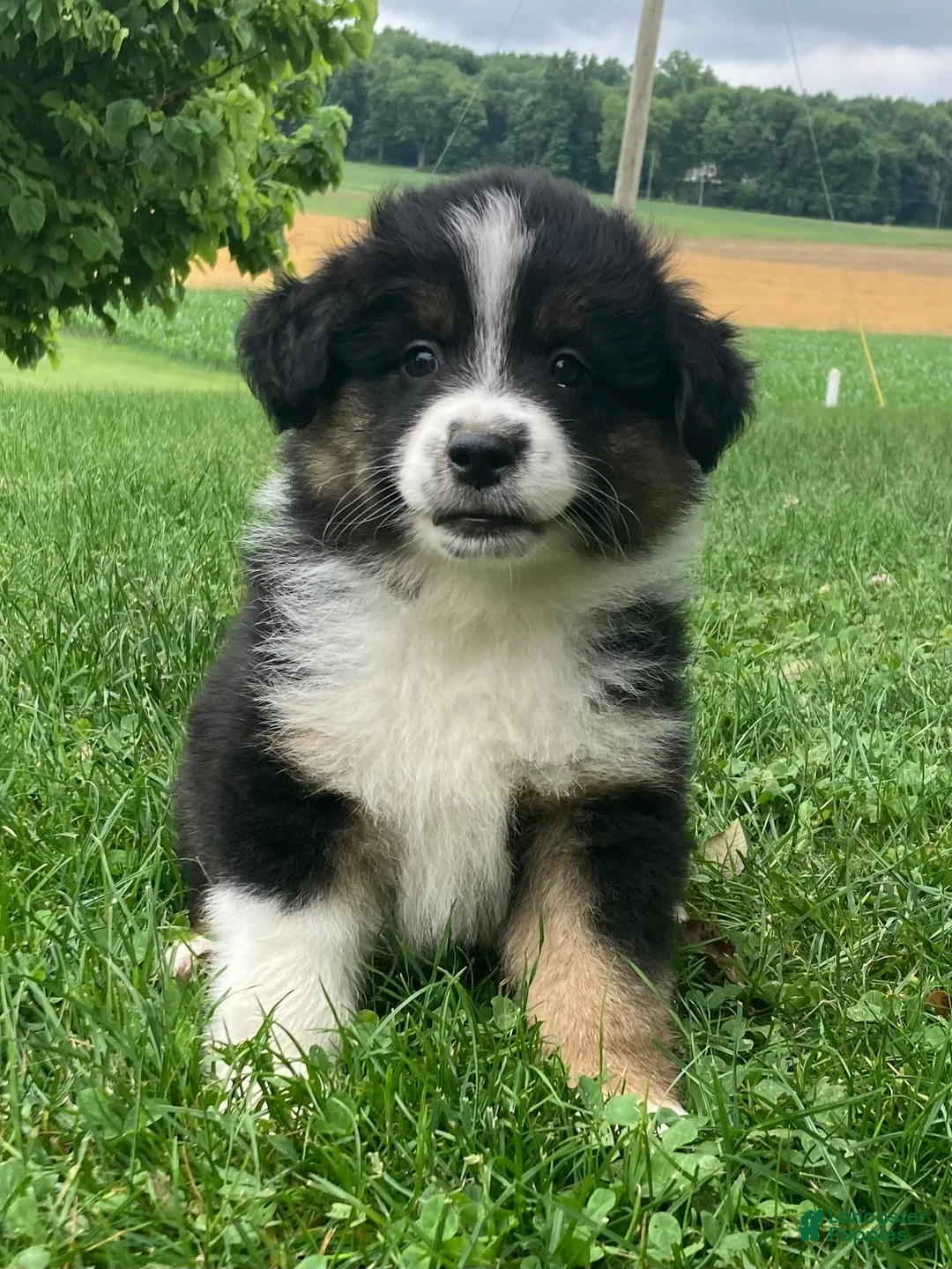 Australian Shepherd dogs for sale: Bear  - Ad 1