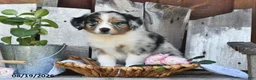Australian Shepherd dogs for sale: Tammy - Ad 3