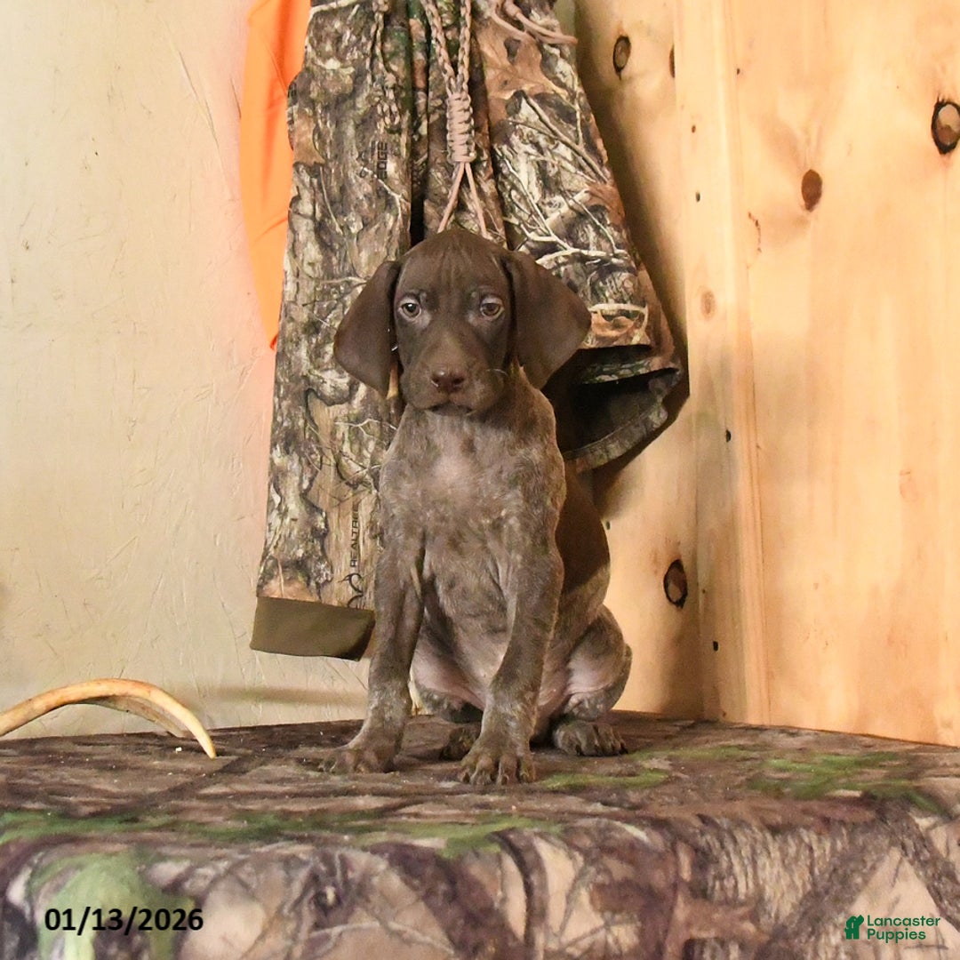 German Shorthaired Pointer dogs for sale: Hunter - Ad 2