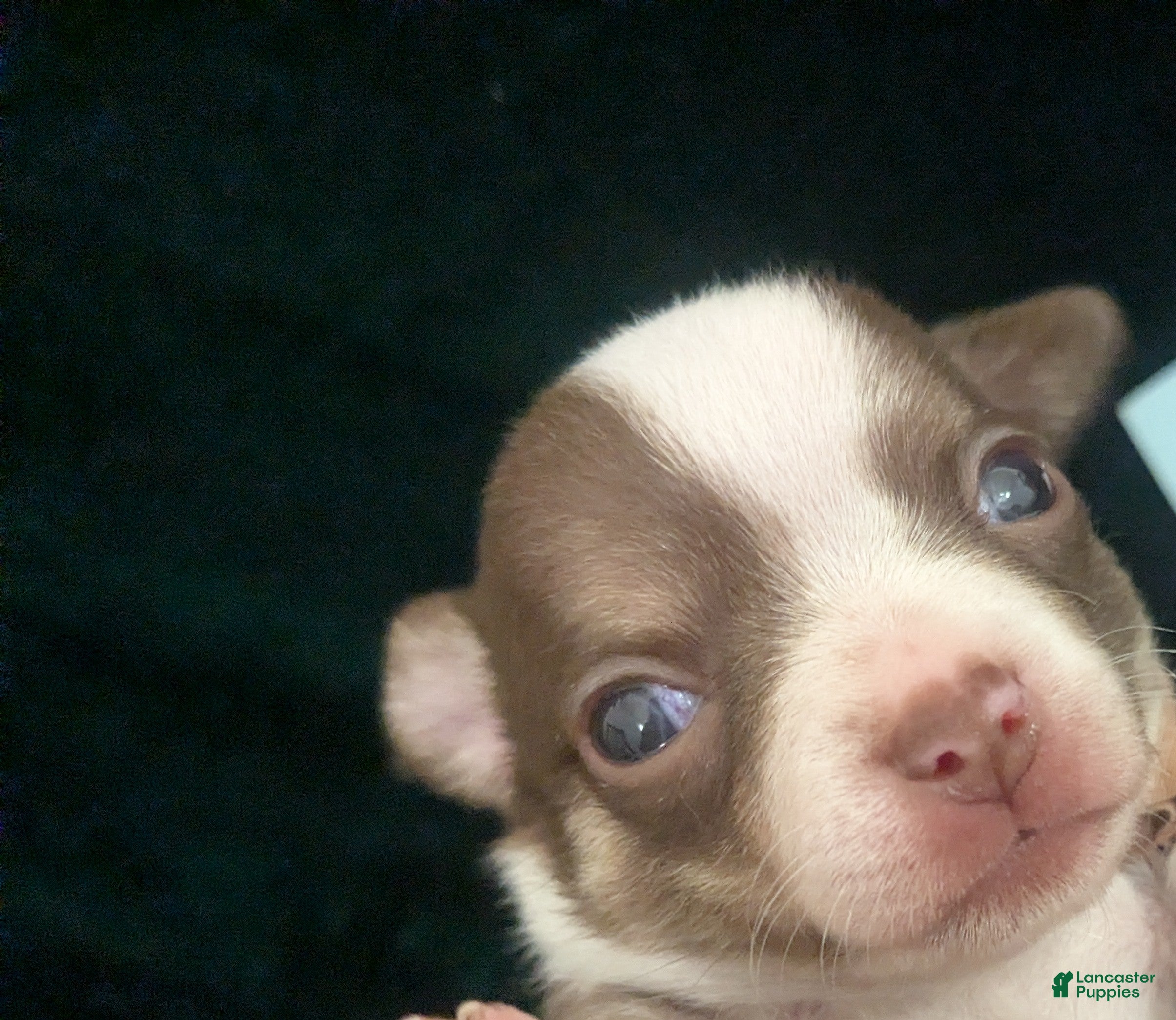 Chihuahua dogs Charlie Brown Smooth Coat  - Ad 5