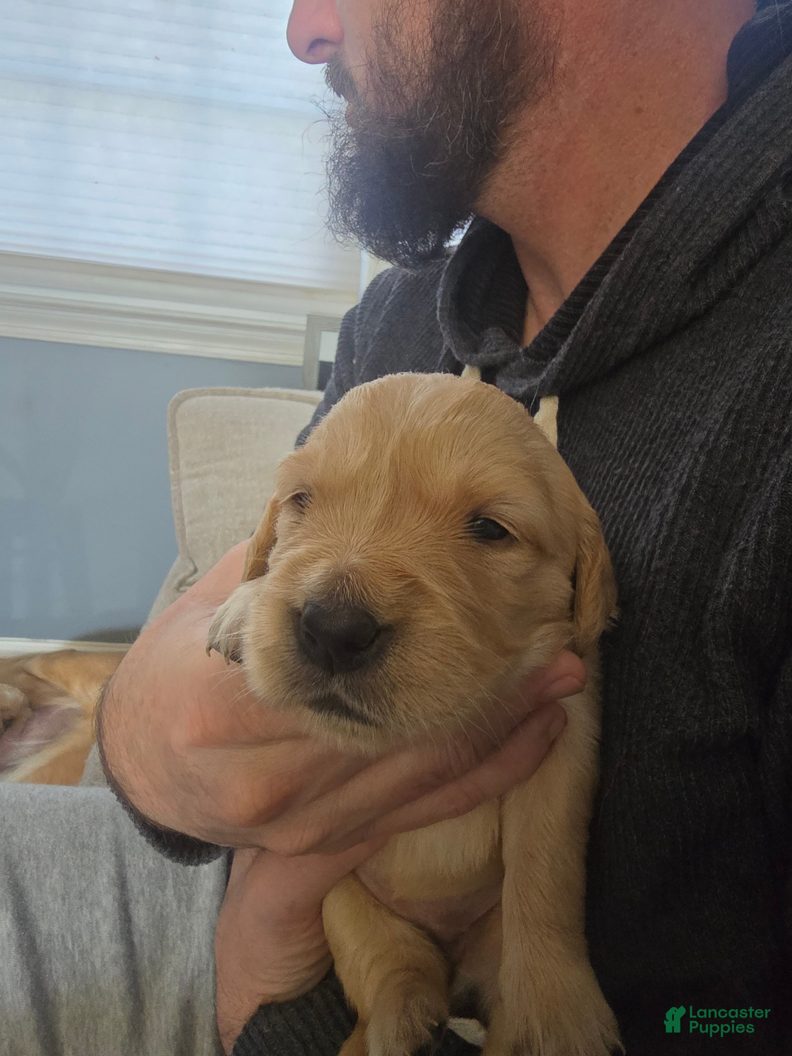 Golden Retriever dogs Golden Retriever Puppy 5 - Ad 16